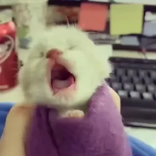 🐈‍⬛