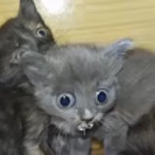🐈‍⬛
