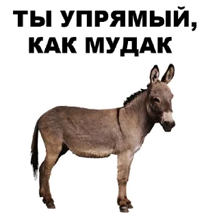 🐏