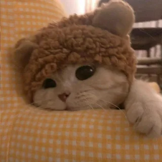 🐈