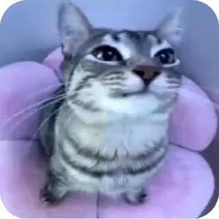 🐱