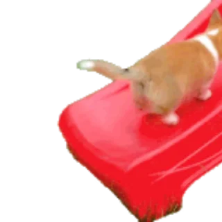 🐶