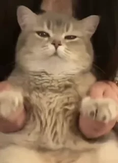 🌟