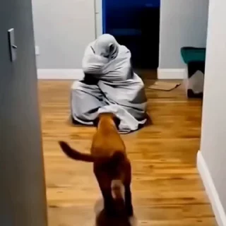 🐩
