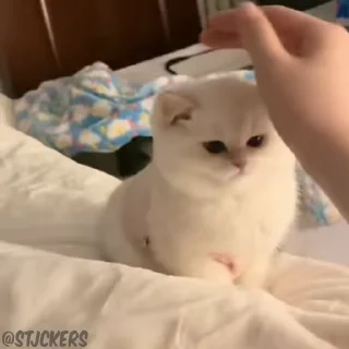 😻