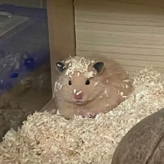 🐹