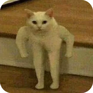 🐱