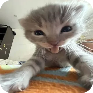 🤪