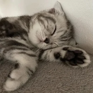 😴