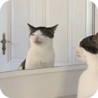 😾