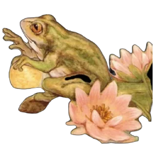🐸