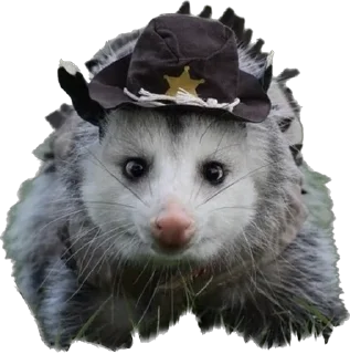 👮‍♂️