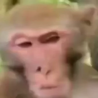 🤪