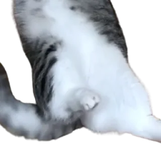 😺