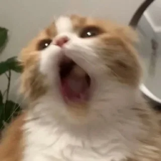 💖