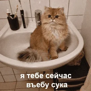 😺