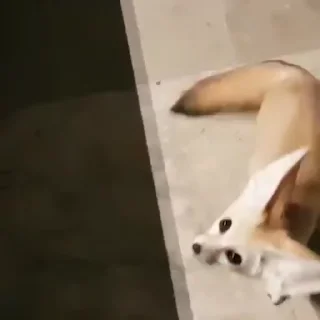 💫