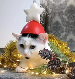 🌟