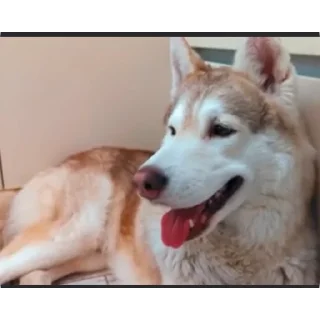 🐶