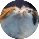 🐱
