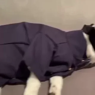 🌟