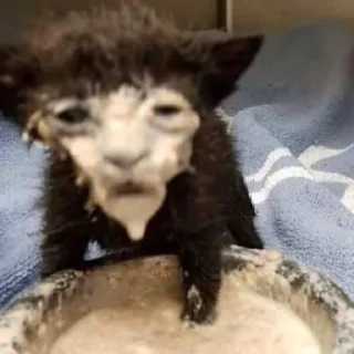 😺