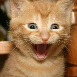😺