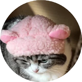 😺