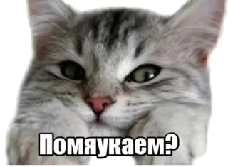 😻