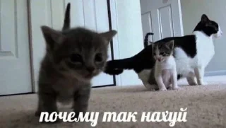 котейки :: @fStikBot