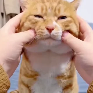 🐈