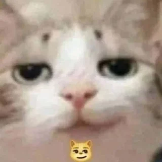 😼