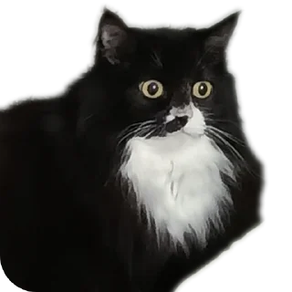 🐱