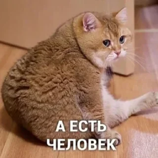 🐱
