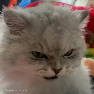 😡