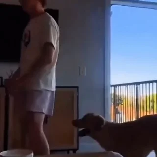 🐩