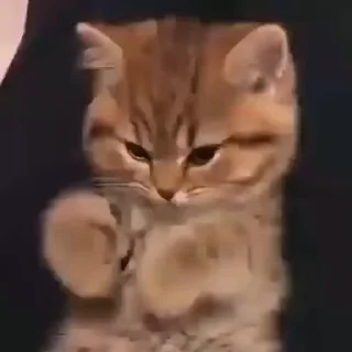 🐾