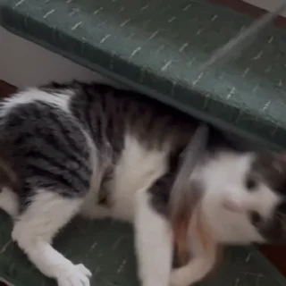 😸
