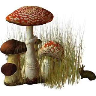 🍄