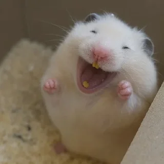 🐹