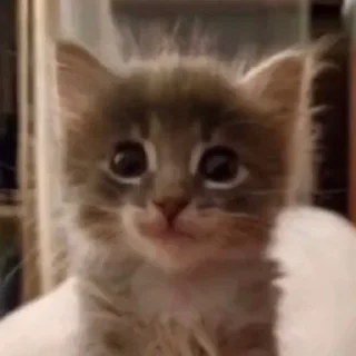 🐱