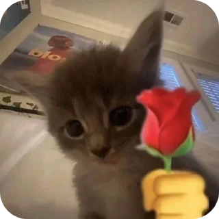 🐱