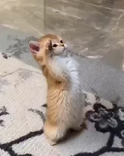 🤩