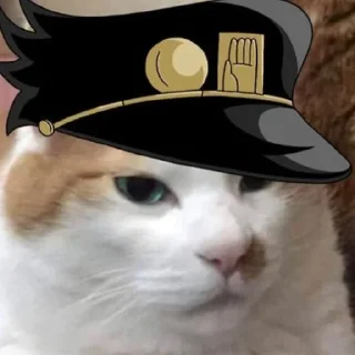😾
