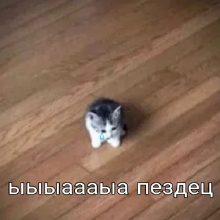 🐱