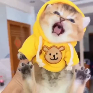 🌟