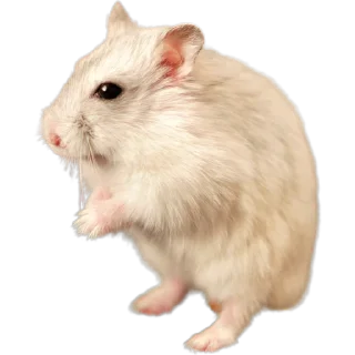 🐹