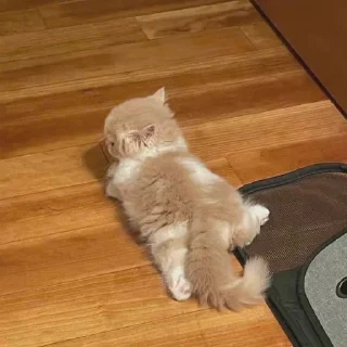 😇