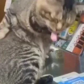 🫡