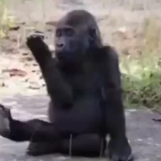 🐒